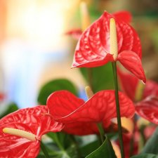 Антуриум, Phicen, 16+