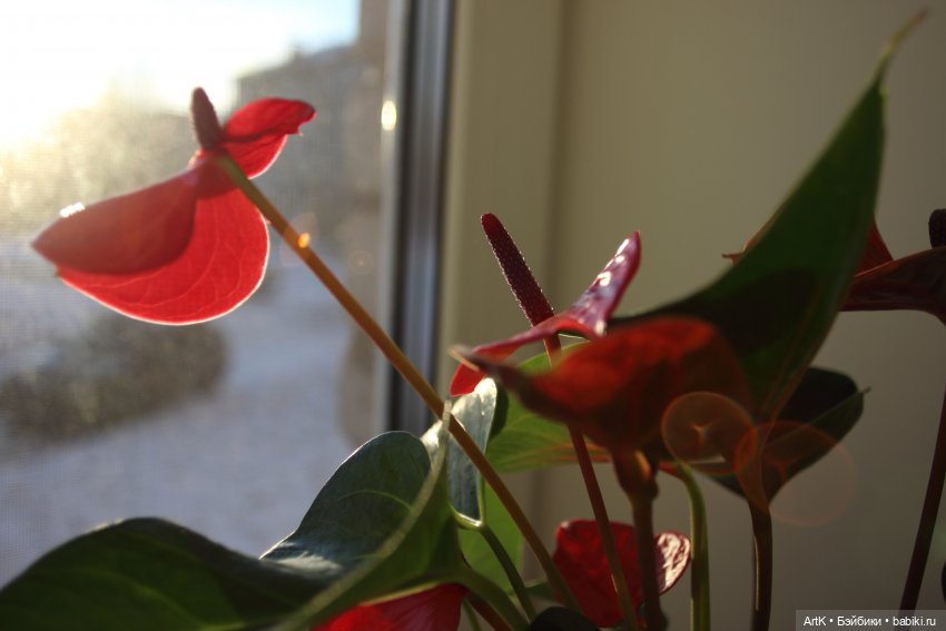 Антуриум, Phicen, 16+ — Куклы Phicen (TBLeague/Фицен): бесшовные тела (фото 6)