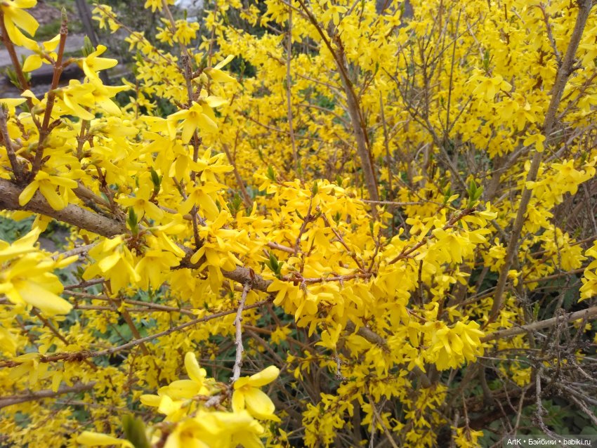 Форзиция, Phicen — Куклы Phicen (TBLeague/Фицен): бесшовные тела