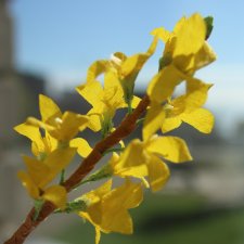 Форзиция, Phicen