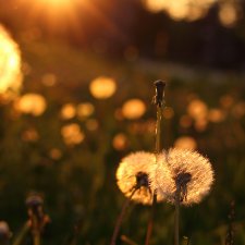 Воздушные шарики