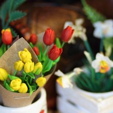 Ажиотаж, Phicen