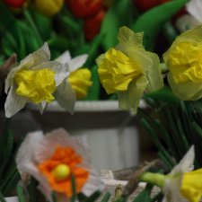 Нарциссы 1/6