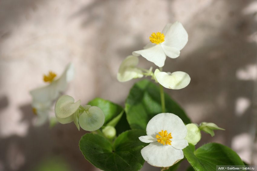 Пасторальные мотивы, Phicen (фото 5)