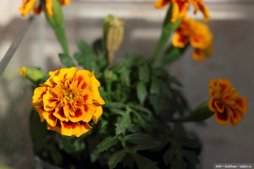 Пасторальные мотивы, Phicen (фото 6)