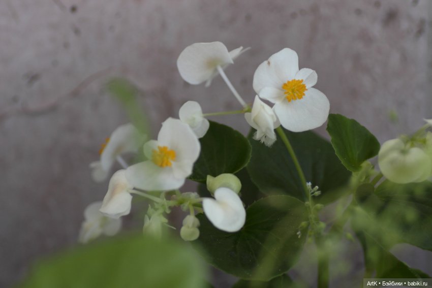 Летний день, Phicen — Куклы Phicen (TBLeague/Фицен): бесшовные тела (фото 6)