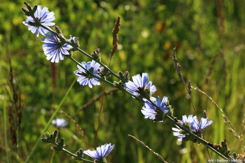 Утро на Волге — Туризм и путешествия: фотоотчеты из поездок (фото 8)