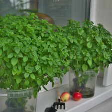 Балконные радости, Phicen