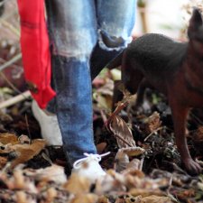 Прогулка, Phicen