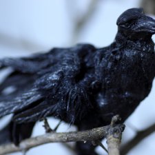 В сумерках, Phicen