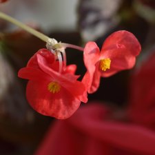 Зимняя бегония, Phicen