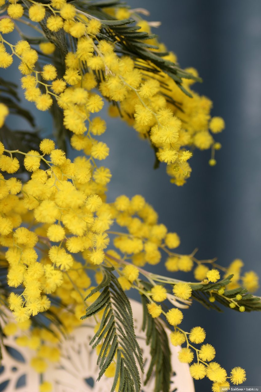 Время мимозы, Phicen — Куклы Phicen (TBLeague/Фицен): бесшовные тела (фото 6)