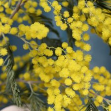 Время мимозы, Phicen