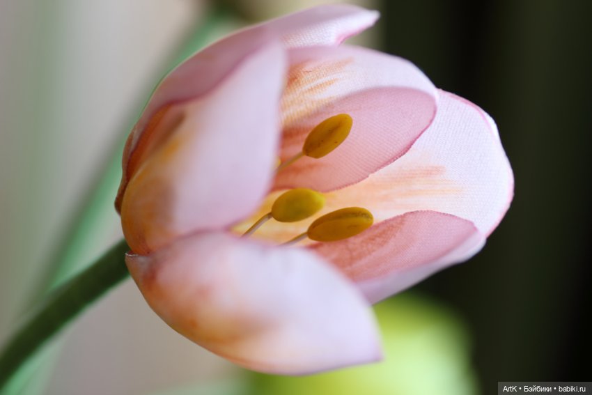 Весна для двоих — Другие хобби и увлечения: сад (фото 4)