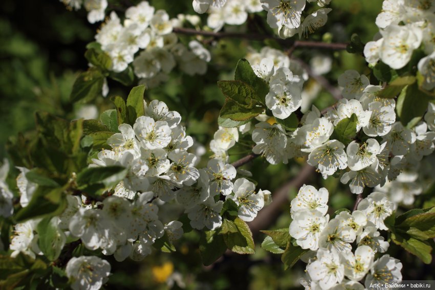 Аврора, Phicen — Куклы Phicen (TBLeague/Фицен): бесшовные тела (фото 5)