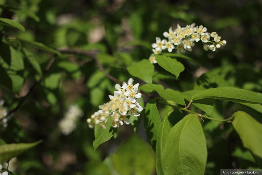 Весенний лис — Авторские мишки Тедди и друзья: фото (фото 8)