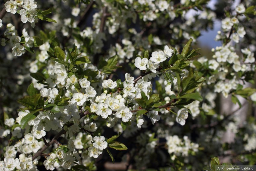 Весенний лис — Авторские мишки Тедди и друзья: фото (фото 5)