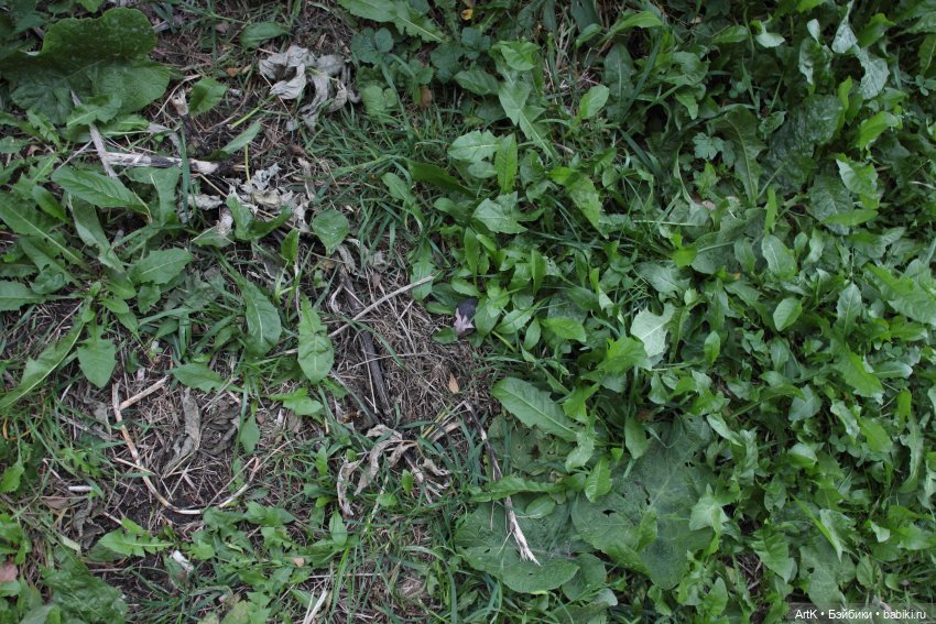 Стёпины проделки | Бэйбики Стёпины проделки — Куклы Phicen (TBLeague/Фицен): бесшовные тела (фото 3)