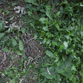 Стёпины проделки