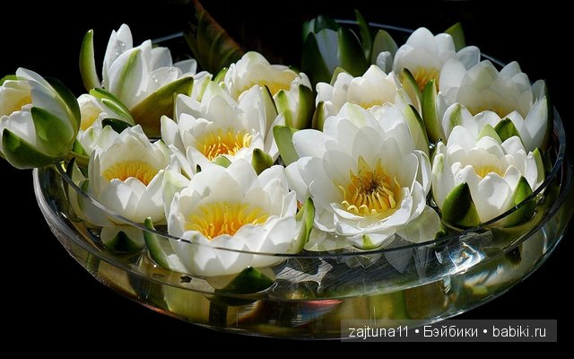 Для моих любимок ,цветочная фиерия