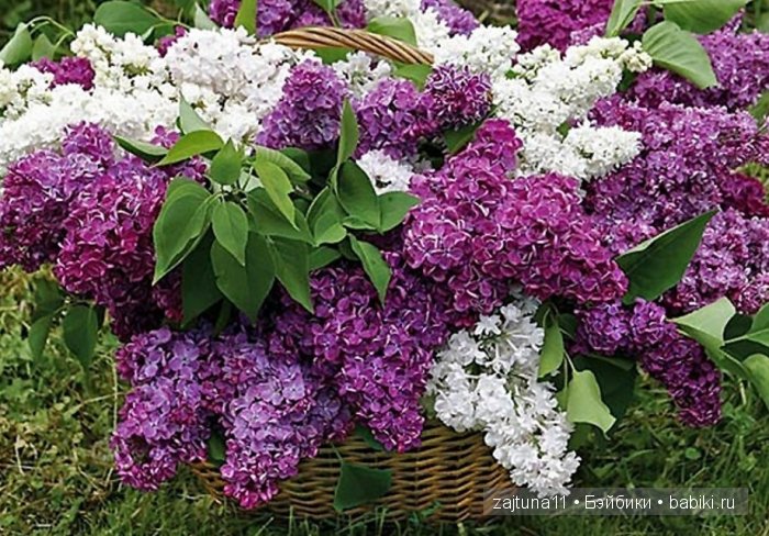 Для моих любимок ,цветочная фиерия