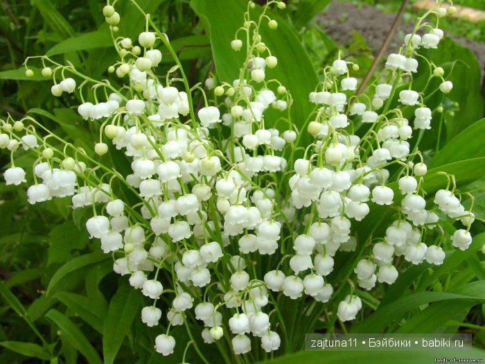 Для моих любимок ,цветочная фиерия