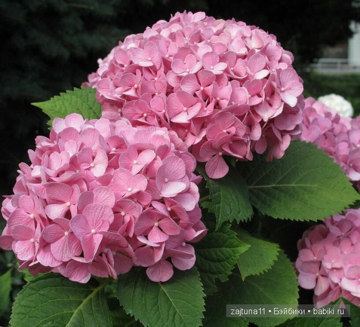 Розовый топик одежда для Паола Рейна (фото 5)