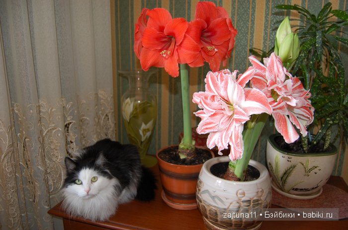 Моя слабость цветы и куклы