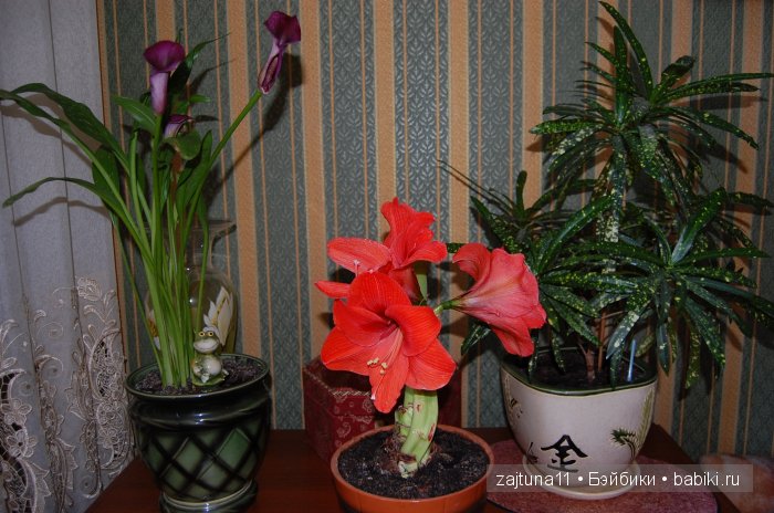 Моя слабость цветы и куклы (фото 7)