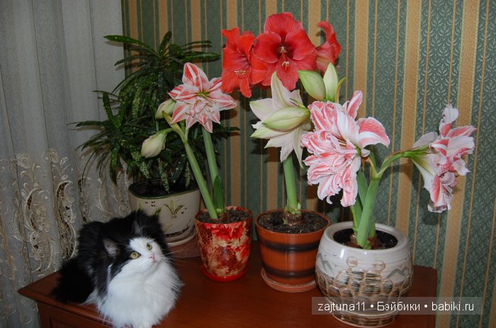 Моя слабость цветы и куклы