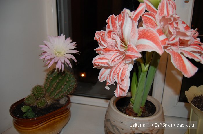 Моя слабость цветы и куклы (фото 2)