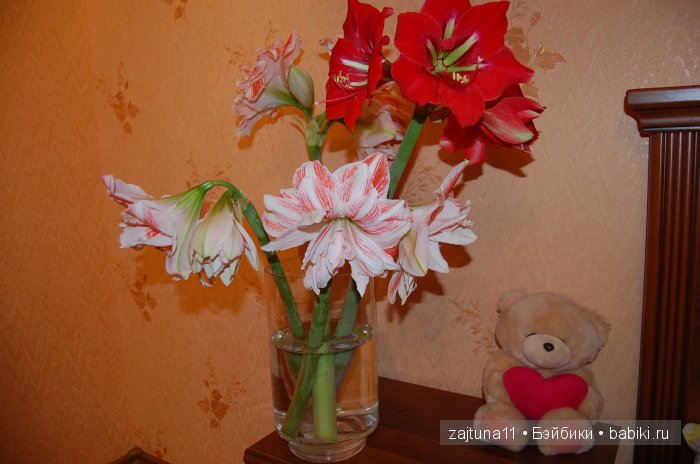 Моя слабость цветы и куклы