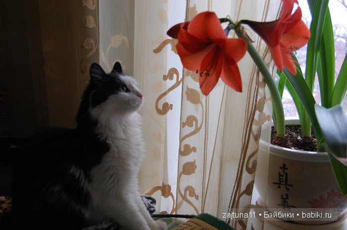 Моя слабость цветы и куклы