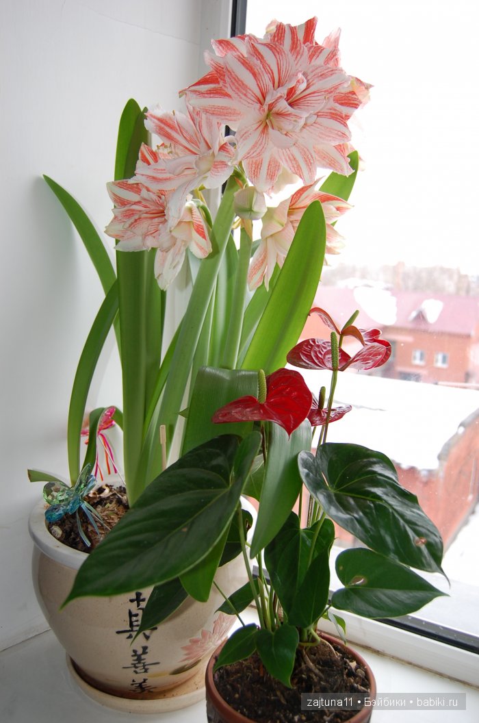 Моя слабость цветы и куклы (фото 3)