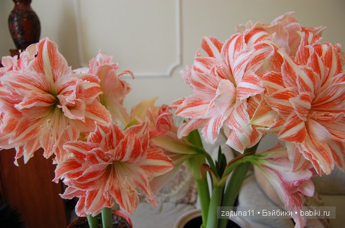 Моя слабость цветы и куклы