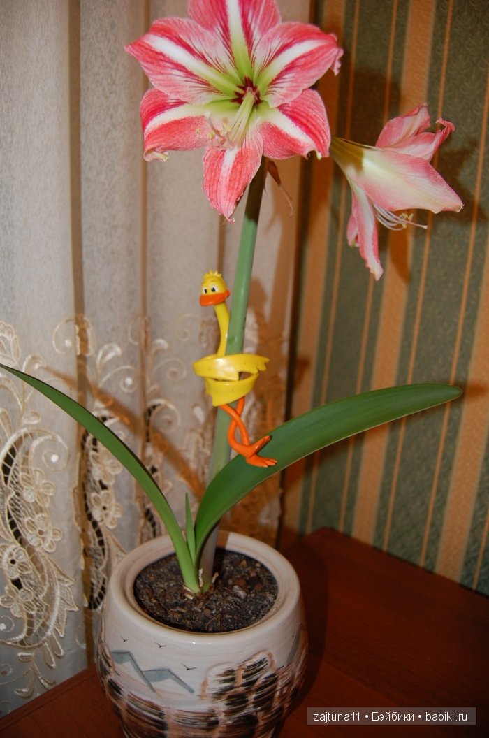 Моя слабость цветы и куклы