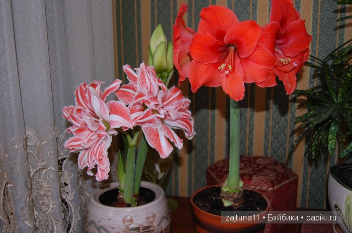 Моя слабость цветы и куклы (фото 6)