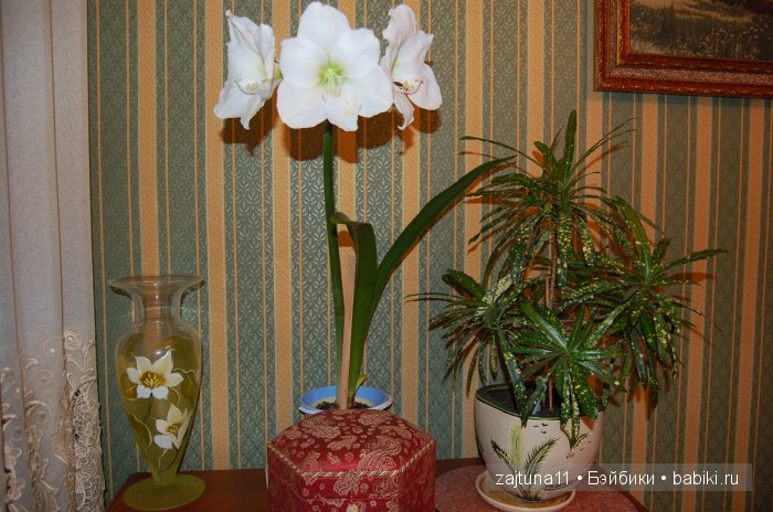 Моя слабость цветы и куклы