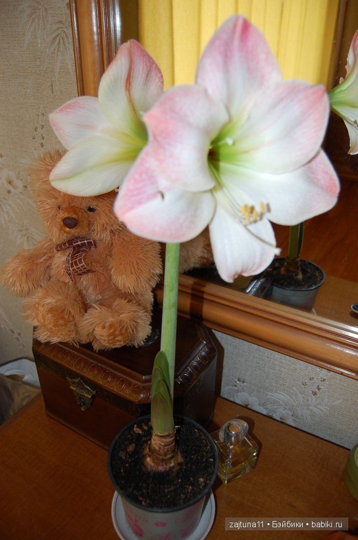 Моя слабость цветы и куклы