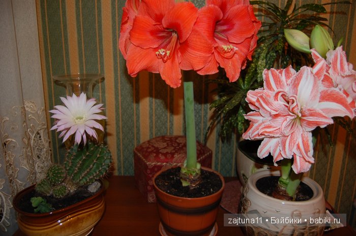 Моя слабость цветы и куклы (фото 8)