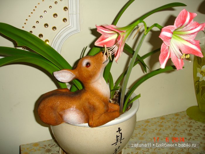 Моя слабость цветы и куклы