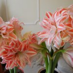 Моя слабость цветы и куклы !!!