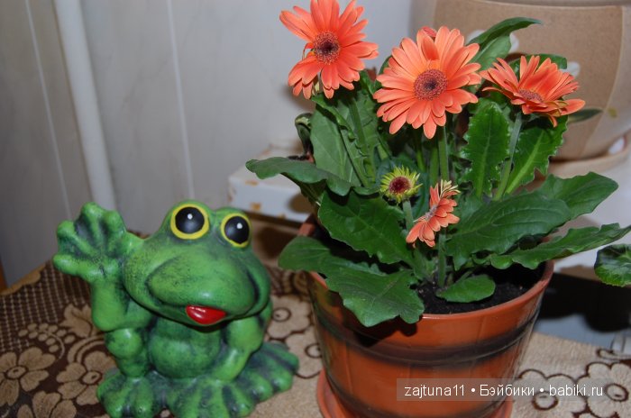 Мои любимые куклены и мои цветы | Бэйбики Мои любимые куклены и мои цветы