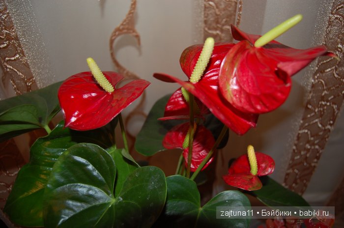 Мои любимые куклены и мои цветы | Бэйбики Мои любимые куклены и мои цветы (фото 6)