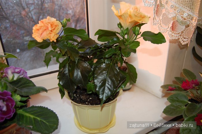 Мои любимые куклены и мои цветы | Бэйбики Мои любимые куклены и мои цветы