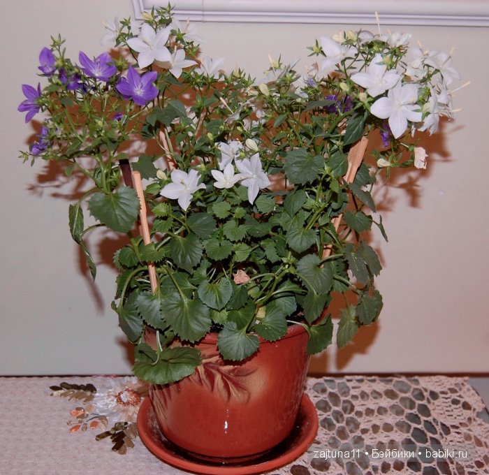 Мои любимые куклены и мои цветы | Бэйбики Мои любимые куклены и мои цветы