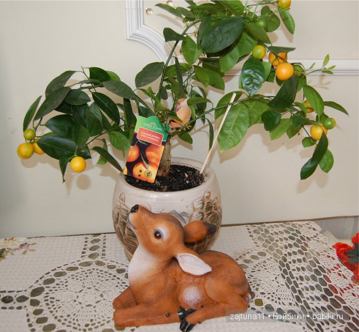 Мои любимые куклены и мои цветы | Бэйбики Мои любимые куклены и мои цветы