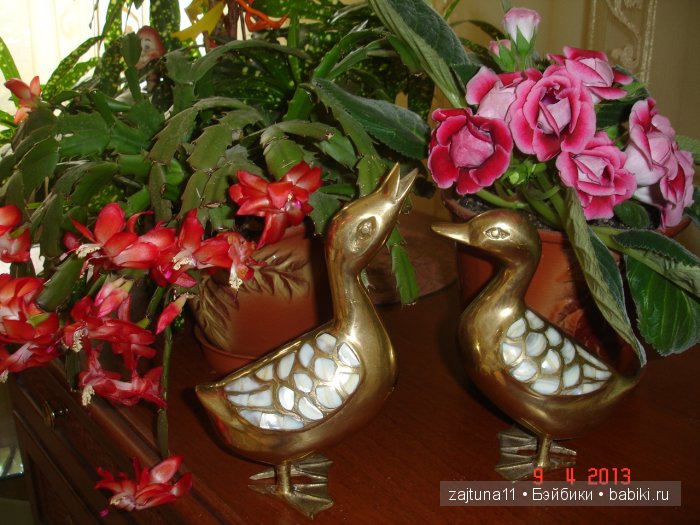 Мои любимые куклены и мои цветы | Бэйбики Мои любимые куклены и мои цветы