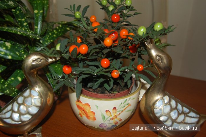 Мои любимые куклены и мои цветы | Бэйбики Мои любимые куклены и мои цветы