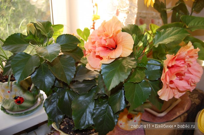 Мои любимые куклены и мои цветы | Бэйбики Мои любимые куклены и мои цветы